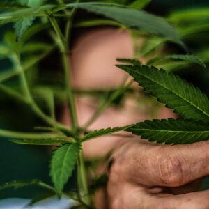 Artigo na Folha de S.Paulo: “Segurança de pacientes depende da aprovação da Lei da Cannabis”