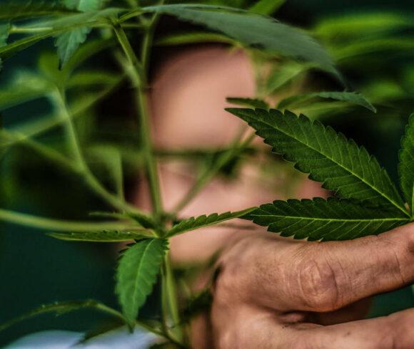 Artigo na Folha de S.Paulo: “Segurança de pacientes depende da aprovação da Lei da Cannabis”