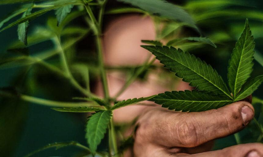 Article in Folha de S.Paulo: “Patient safety hinges on passing the Cannabis Act”