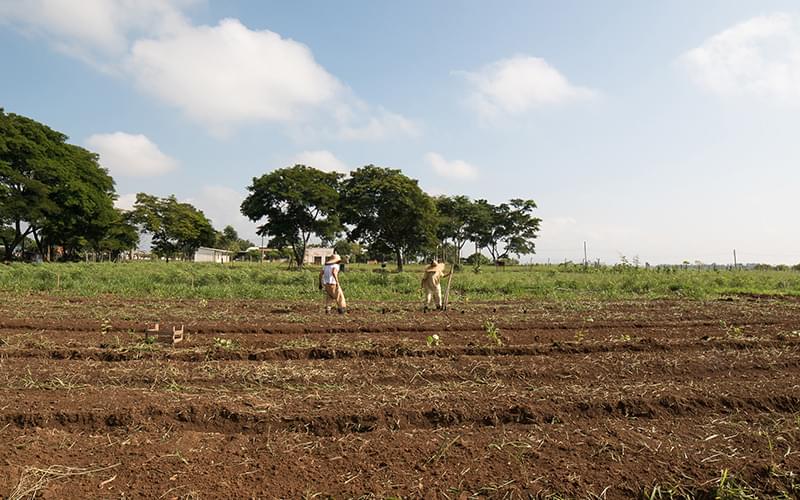 Dois homens trabalham em uma horta em um dia ensolarado.